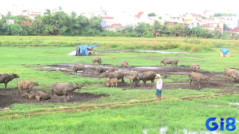 Mơ thấy nhiều trâu ăn cỏ báo hiệu rằng bạn đang có cuộc sống an nhàn