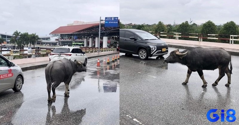 Mơ thấy nhiều trâu vào thành phố là điềm báo về sự thay đổi trong công việc hoặc mối quan hệ