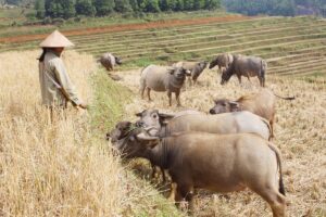 Mơ thấy nhiều trâu đánh đề con gì? Ý nghĩa tốt hay xấu?