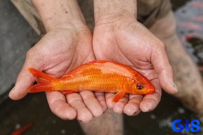 Nằm mơ thấy cá chép đánh đề con gì - Điềm báo gì đang chờ đón bạn trong giấc mơ này?